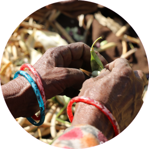 Ernährung - In den Projektregionen betreiben die meisten Menschen Subsistenzlandwirtschaft, viele Familien können nicht genügend produzieren, um das ganze Jahr ausreichend zu Essen zu haben